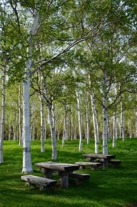 シラカバ林の写真1