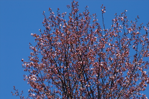 「4月29日のサクラ情報」の画像
