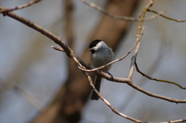 「公園の鳥たち」の画像