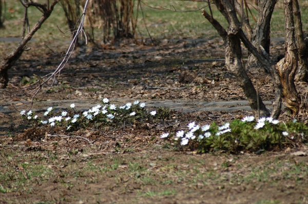 「春を告げる花たち」の画像