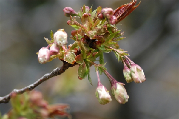 「5月8日のギョイコウと、その他の花」の画像