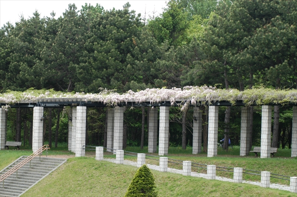 「5月25日の藤　開花状況」の画像