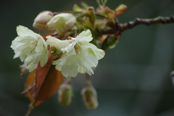 「5月11日ギョイコウ開花　そして藤のつぼみ」の画像