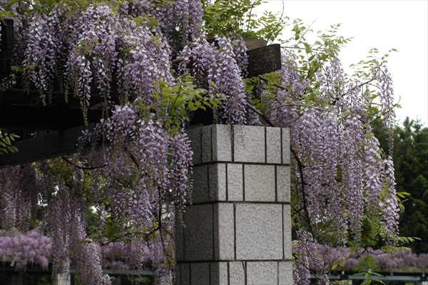 「５月２７日のフジ開花状況」の画像