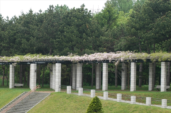 「5月24日　フジの開花状況」の画像