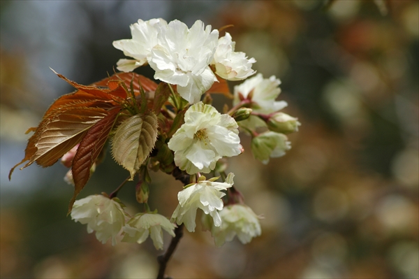 「5月13日の花たち」の画像