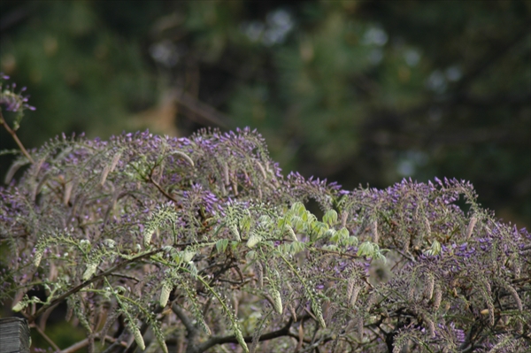 「5月21日　フジの様子」の画像