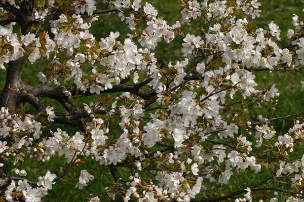 「今日のサクラ情報」の画像