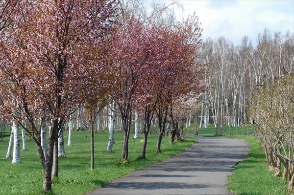 「5月2日の桜情報」の画像