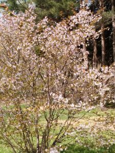 「5月7日のギョイコウ」の画像