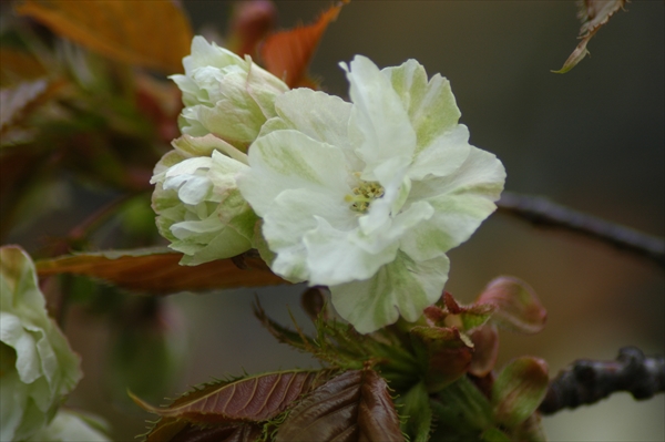 「５月１２日　今日の花たち」の画像