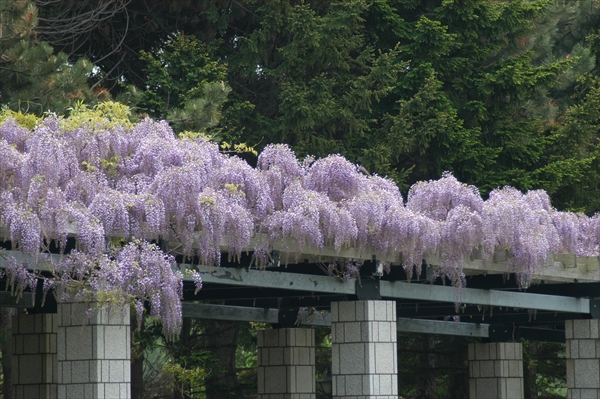 「5月31日　フジの開花状況」の画像