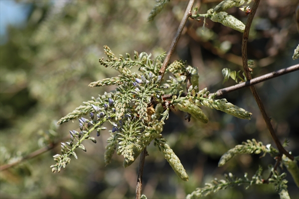 「５月１９日のフジ」の画像