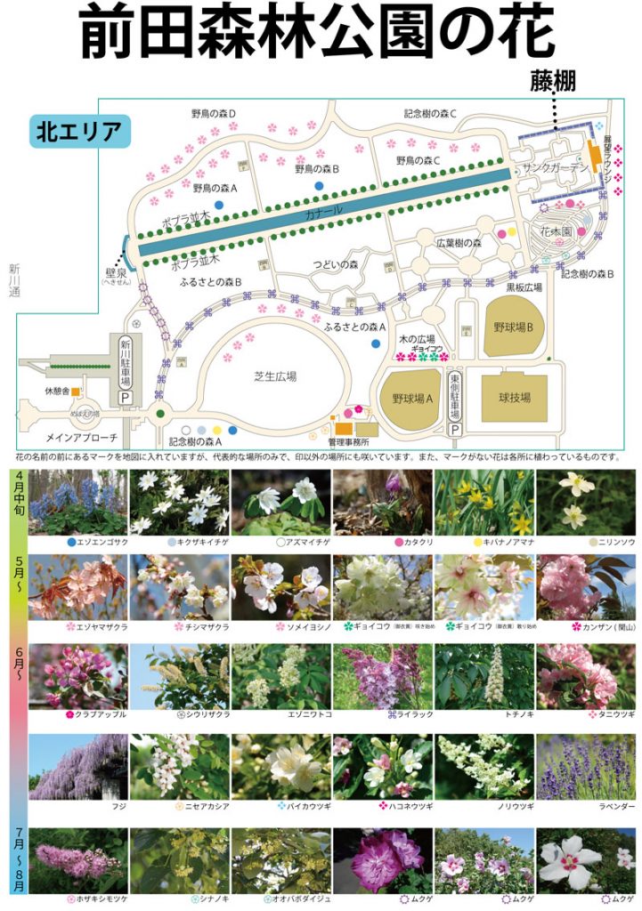 「園内のギョイコウ（御衣黄）について」の画像