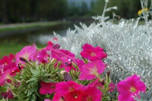 「園内の花」の画像