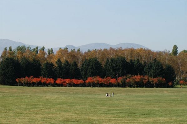 「園内の紅葉」の画像