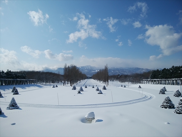 「最近の野鳥」の画像