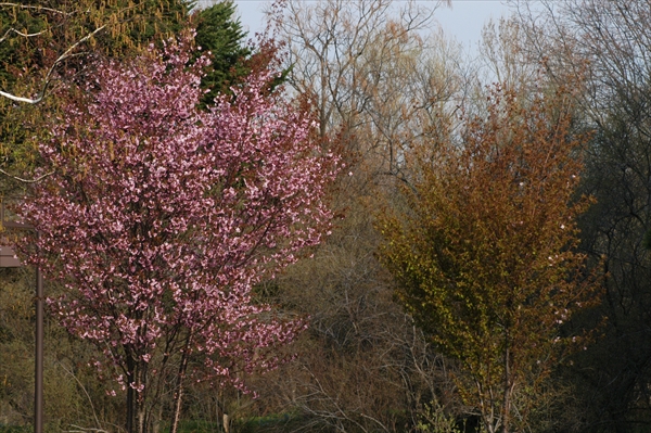 「サクラの開花状況」の画像