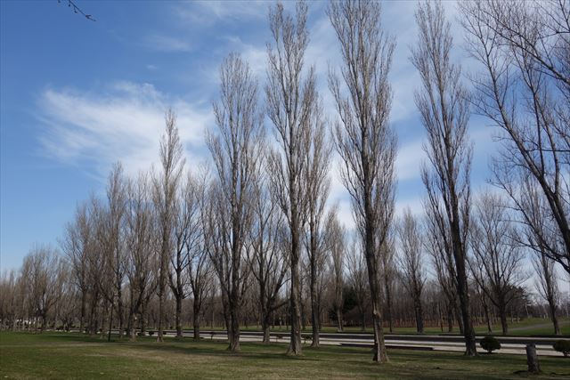 「森林の春」の画像