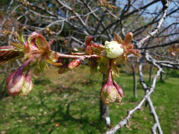 「5月10日のギョイコウ」の画像