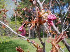 八重桜、カンザンのつぼみは濃いピンク色です