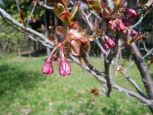 カンザンのつぼみ