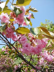 濃いピンクの八重桜、カンザン