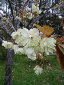 「5月14日のギョイコウ」の画像