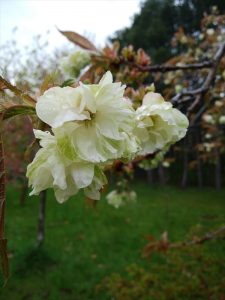 「ギョイコウが咲きました」の画像