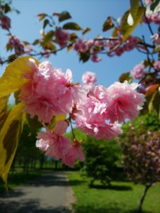カンザンの花びらが幾重にも波打ち豪華です