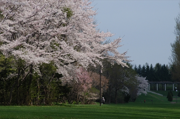 「今日のサクラ」の画像