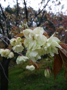 ギョイコウは現在7分咲きくらい