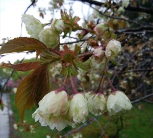 ギョイコウの蕾。すこし膨らんでいます
