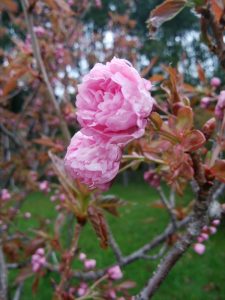 ヤエザクラ。品種名はカンザン。濃いピンク色でフリルがたくさん重なっているようです