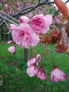 カンザン。少し咲き進んで花びらが開いています