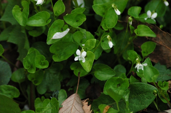 白いスミレの花。大きさは爪の先ほどでとても小さいです
