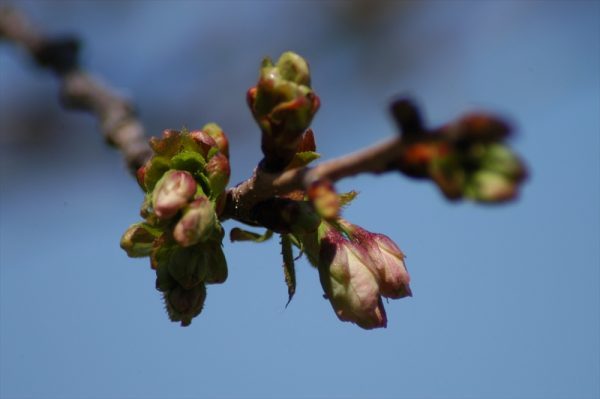 「5月7日の御衣黄（ギョイコウ）」の画像