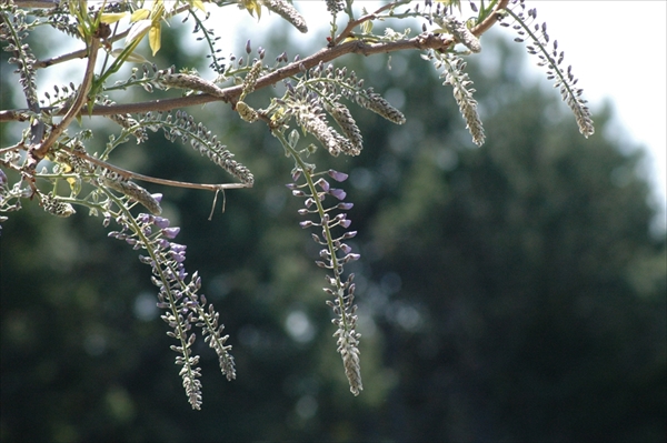 「5月21日のフジ　他」の画像
