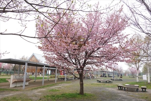 「バーベキュー広場のサクラ」の画像