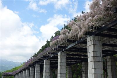 「5月25日のフジ」の画像