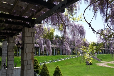 「5月29日のフジ　見頃です」の画像