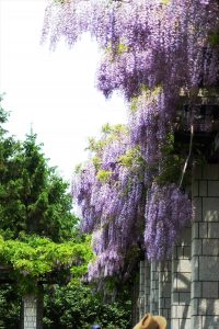 下がっているフジの花