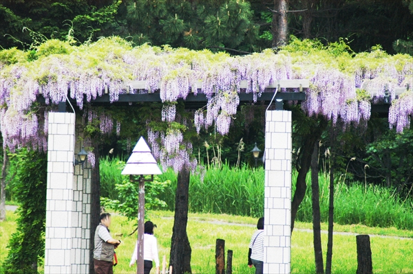 「6月5日のフジ」の画像