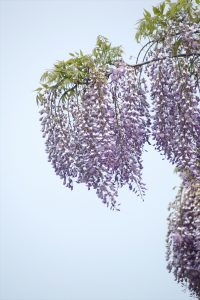 下がっているフジの花のアップ