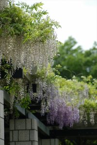 フジ、白花が手前で奥が薄紫。きれいなグラデーションになっています