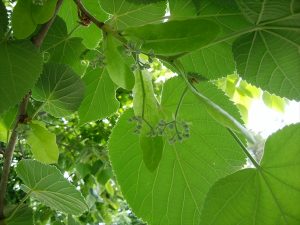 オオバボダイジュの蕾