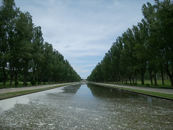 「ポプラのタネ」の画像