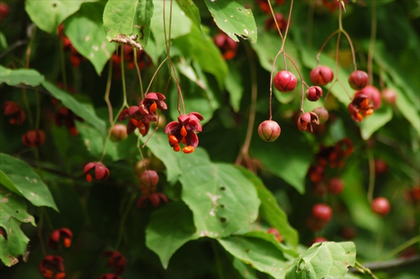 「9月9日自然観察会のお知らせ」の画像