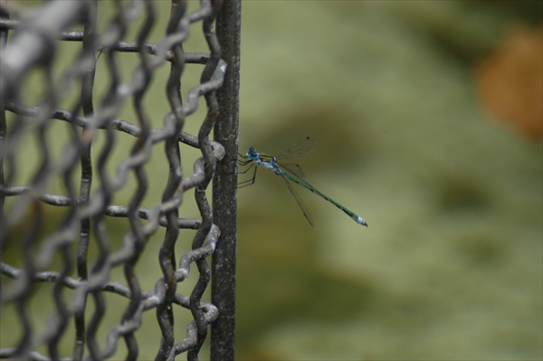 「夏休みも終わり…」の画像