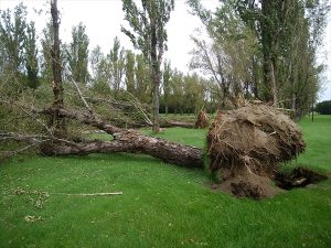 根っこがあがって倒れたポプラ